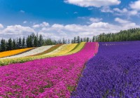 Furano Flower Fields